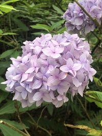 Close-up of purple flowering plant