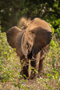 Elephant standing on field