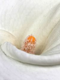 Close-up of white rose flower