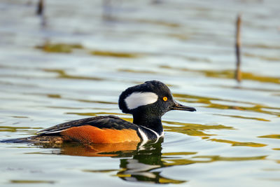 Close-up of duck swimming in lake