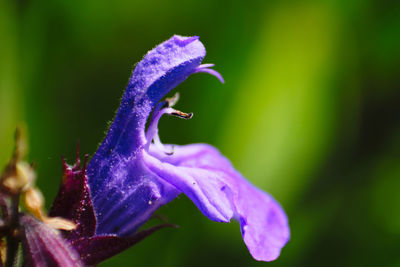 Close-up of raindrops on purple flowering plant
