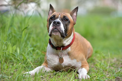 Dog sitting on grass in field