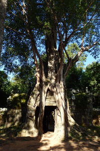 Low angle view of trees