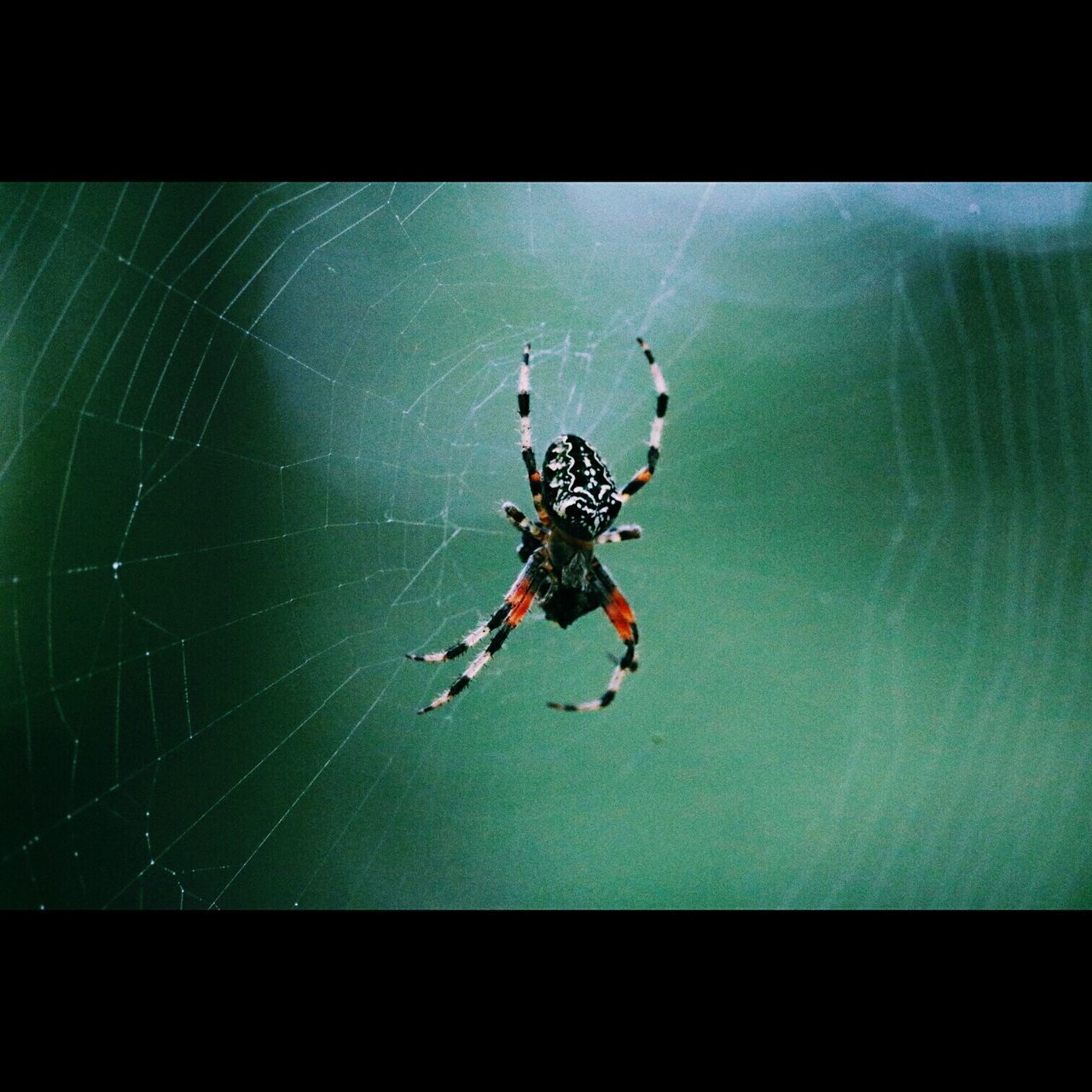 leisure activity, full length, lifestyles, vitality, extreme sports, spider, enjoyment, adventure, spider web, men, mid-air, sport, motion, insect, fun, auto post production filter, indoors, water