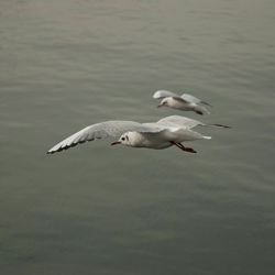 Bird flying over water