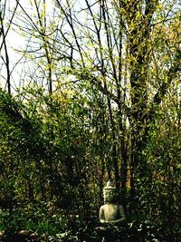 Trees growing in park