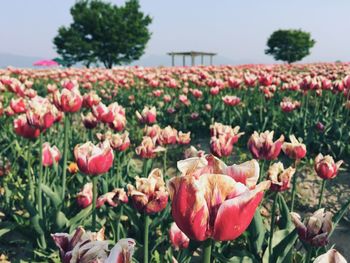 Close-up of pink flowers blooming in field