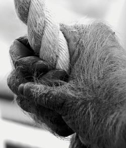 Close-up of rope tied up