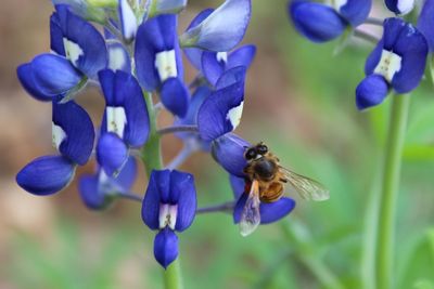 Close-up of bee on purple flower