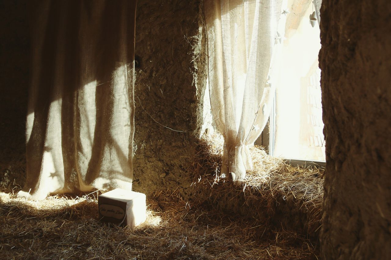 CLOSE-UP OF TREE BY WINDOW