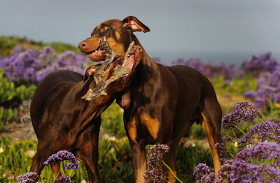 Doberman pinschers play fighting with stick on field against sky