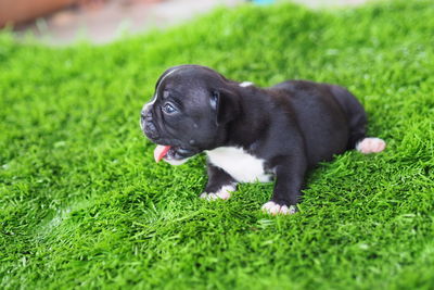 Black dog sitting on grass