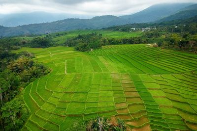 Scenic view of agricultural field