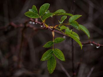 Close-up of green leaves