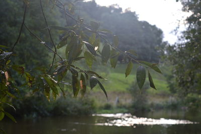 Scenic view of lake against trees