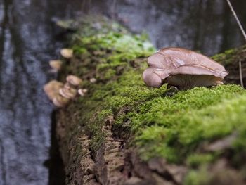 Close-up of mushroom growing on tree trunk