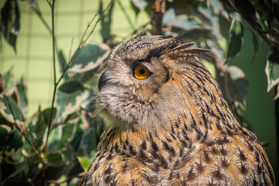 Close up of owl