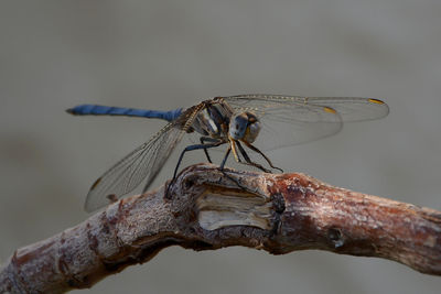 Close-up of dragonfly perching on branch