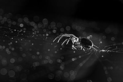 Close-up of spider on web