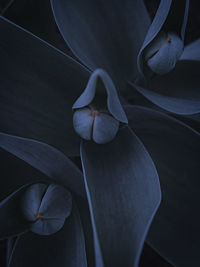 Close-up of white lily on plant