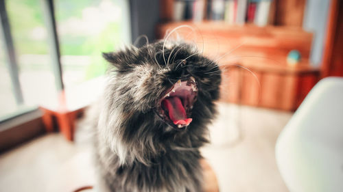 Close-up of cat yawning at home