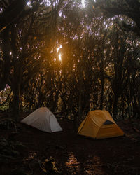 Tent on field against trees in forest