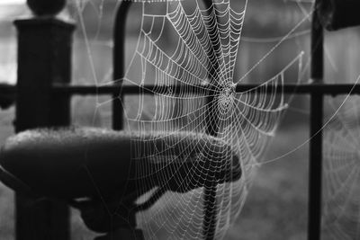 Close-up of spider web