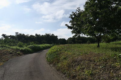 Road amidst trees against sky