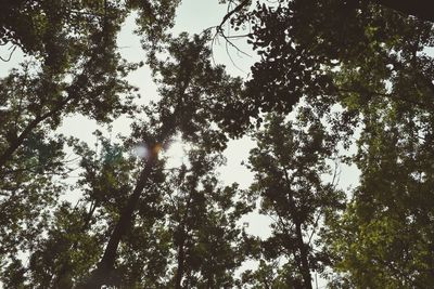 Low angle view of trees against clear sky