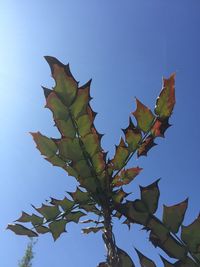 Low angle view of leaves against blue sky