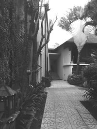 Walkway along trees