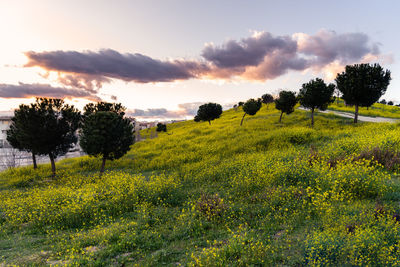 Scenic view of trees on field against sky