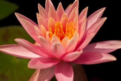 Close-up of pink water lily