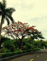 Flower tree by road against sky