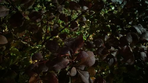 Full frame shot of fresh green plants