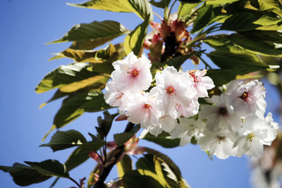 Close-up of cherry blossoms against sky