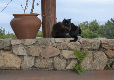 Cat sitting on rock against wall