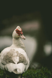 Close-up of bird against blurred background