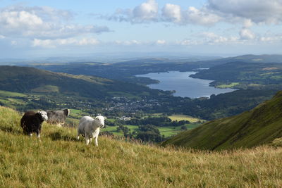 View of sheep on landscape