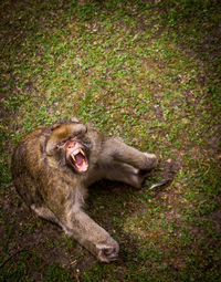 Lion yawning on grass
