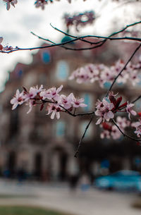 Close-up of cherry blossom