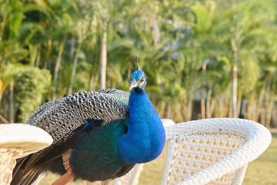 Close-up of peacock