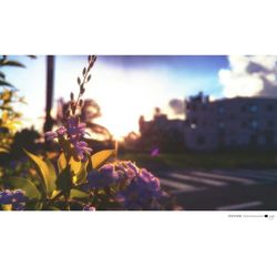 Close-up of flowers against sky