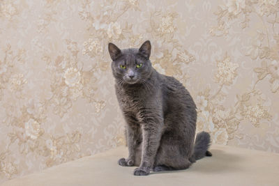 Portrait of cat sitting on wall at home