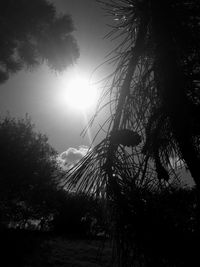 Low angle view of silhouette trees against sky at sunset