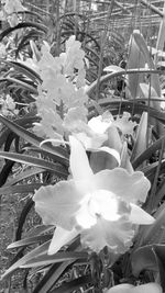 Close-up of white flowering plants