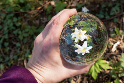 Midsection of person holding flower