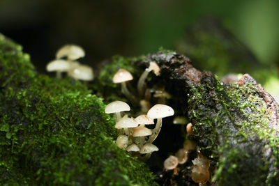 Close-up of white flowering plant