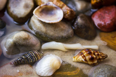 High angle view of shells