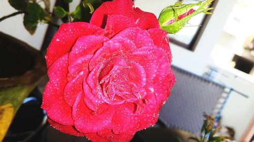 Close-up of pink flower